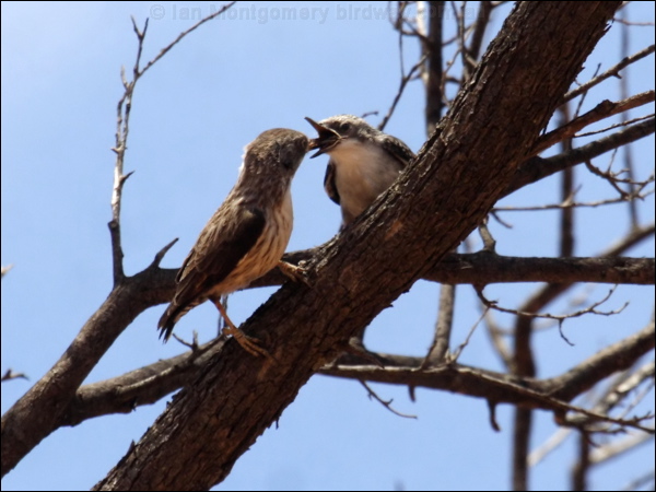 Varied Sittella varied_sitella_83074.psd