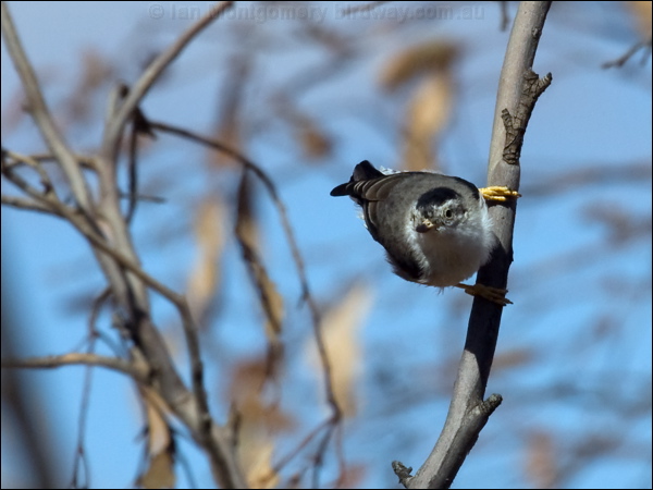 Varied Sittella varied_sitella_88412.psd