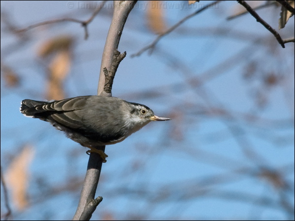 Varied Sittella varied_sitella_88413.psd