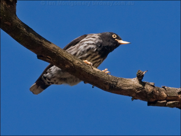 Varied Sittella varied_sittella_156846.psd