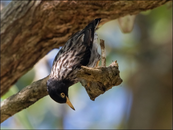 Varied Sittella varied_sittella_156860.psd