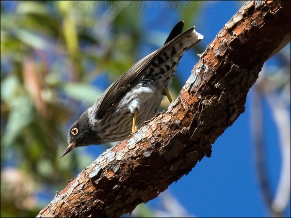 Varied Sittella varied_sittella_90285.psd