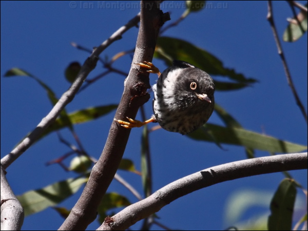Varied Sittella varied_sittella_90322.psd