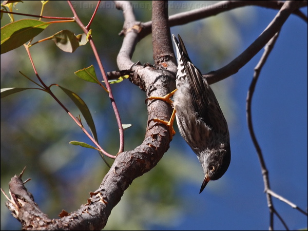 Varied Sittella varied_sittella_90332.psd