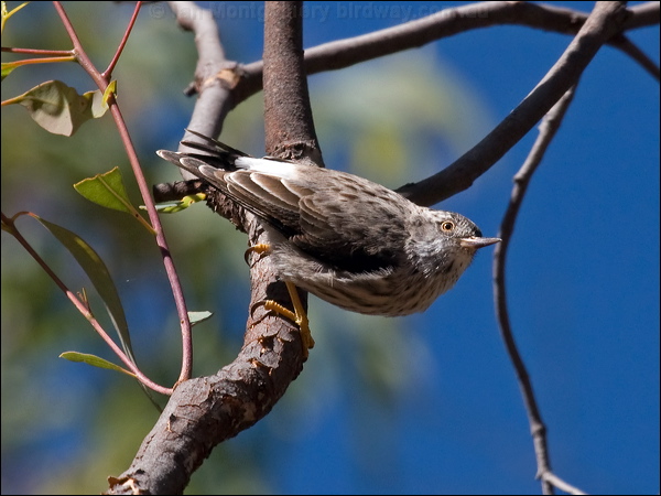 Varied Sittella varied_sittella_90334.psd