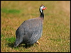 Click here to enter gallery and see photos of Helmeted Guineafowl