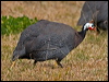 helmeted_guineafowl_117054