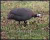 Click here to enter gallery and see photos of Helmeted Guineafowl