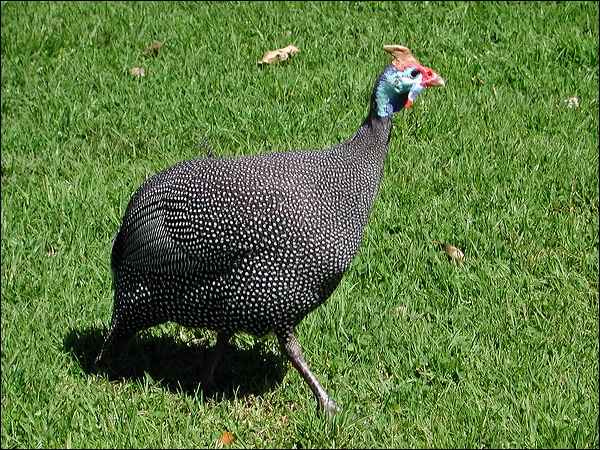 Helmeted Guineafowl helmeted_guineafowl_04260.psd