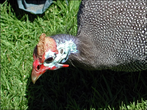 Helmeted Guineafowl helmeted_guineafowl_04263.psd