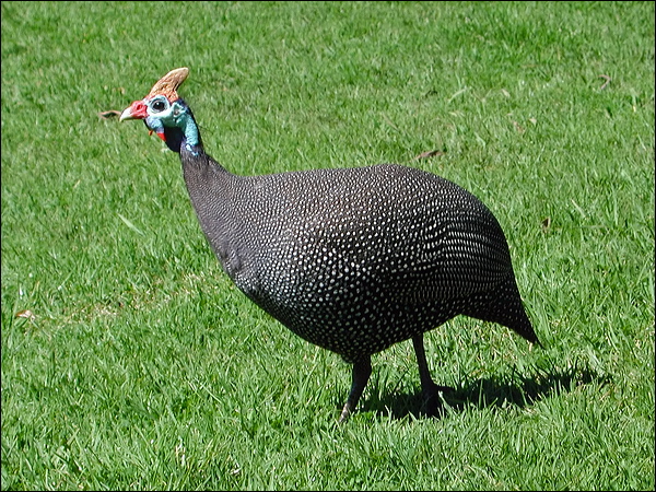 Helmeted Guineafowl helmeted_guineafowl_04268.psd
