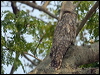 great_potoo_205585