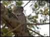 great_potoo_205602