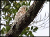 great_potoo_25715