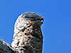 Click here to enter gallery and see photos of: Great Potoo