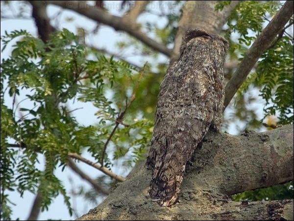Great Potoo great_potoo_205585.psd
