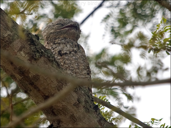 Great Potoo great_potoo_205602.psd
