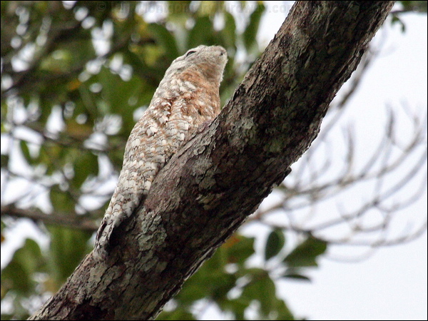 Great Potoo great_potoo_25715.psd