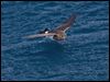 blkbellystormpetrel_124938