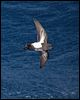 blkbellystormpetrel_124939