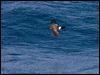 blkbellystormpetrel_124961