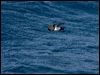 blkbellystormpetrel_124962
