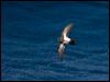 blkbellystormpetrel_124963