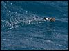 blkbellystormpetrel_125033