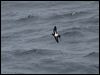blkbellystormpetrel_127660