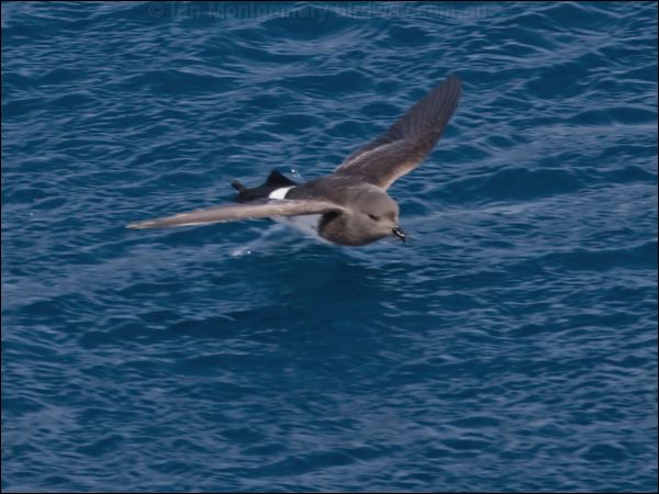 Black-bellied Storm-petrel blkbellystormpetrel_124938.psd