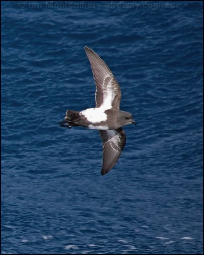 Black-bellied Storm-petrel blkbellystormpetrel_124939.psd