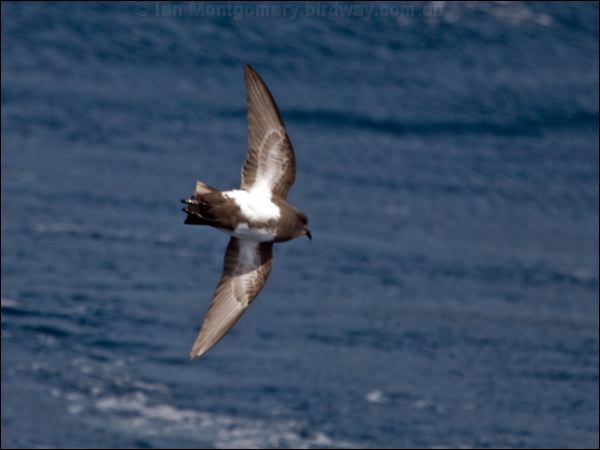 Black-bellied Storm-petrel blkbellystormpetrel_124942.psd