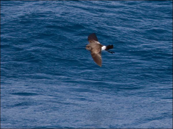 Black-bellied Storm-petrel blkbellystormpetrel_124961.psd