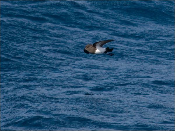 Black-bellied Storm-petrel blkbellystormpetrel_124962.psd