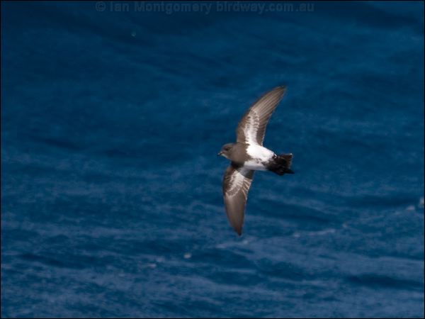 Black-bellied Storm-petrel blkbellystormpetrel_124963.psd