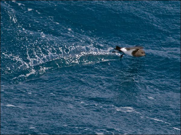 Black-bellied Storm-petrel blkbellystormpetrel_125033.psd