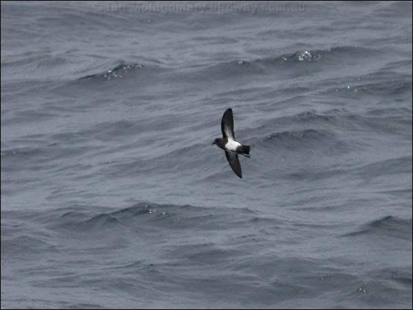Black-bellied Storm-petrel blkbellystormpetrel_127660.psd
