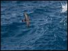 Click here to enter gallery and see photos/pictures/images of Grey-backed Storm-Petrel