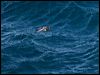 greybackstormpetrel_125067