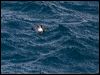 greybackstormpetrel_125072
