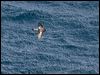 greybackstormpetrel_125074