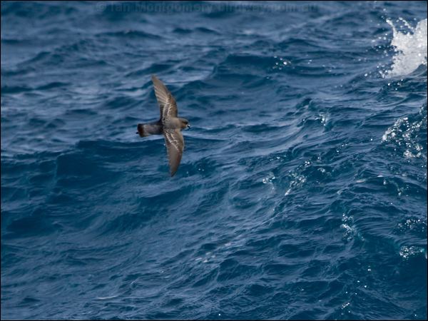 Grey-backed Storm-petrel greybackstormpetrel_124859.psd