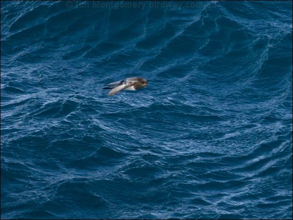 Grey-backed Storm-petrel greybackstormpetrel_125067.psd