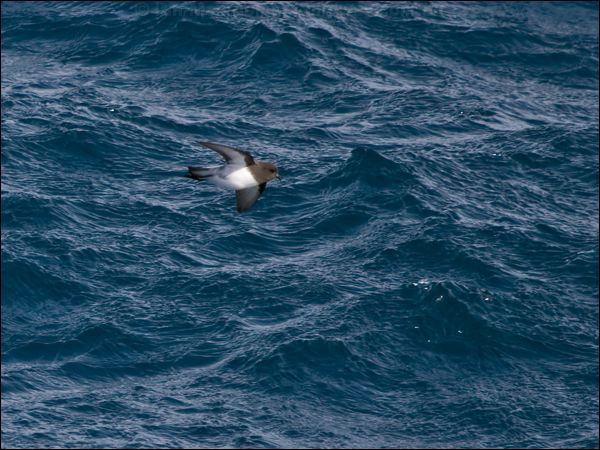 Grey-backed Storm-petrel greybackstormpetrel_125072.psd