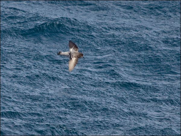 Grey-backed Storm-petrel greybackstormpetrel_125074.psd