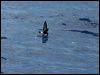 Click here to enter gallery and see photos of Wilson's Storm-Petrel