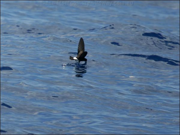 Wilson's Storm-petrel wilsons_storm_petrel_46227.psd