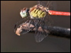 australian_slimwing_209067
