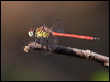 Click here to enter gallery and see photos/pictures/images of Australian Slimwing