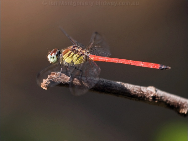 Australian Slimwing australian_slimwing_209069.psd